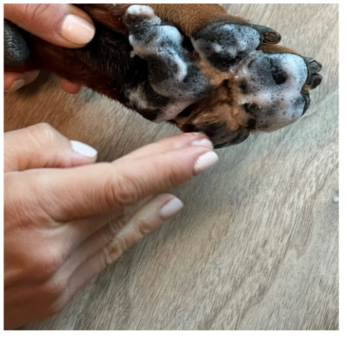 Klean Paws Dog Paw Cleaner